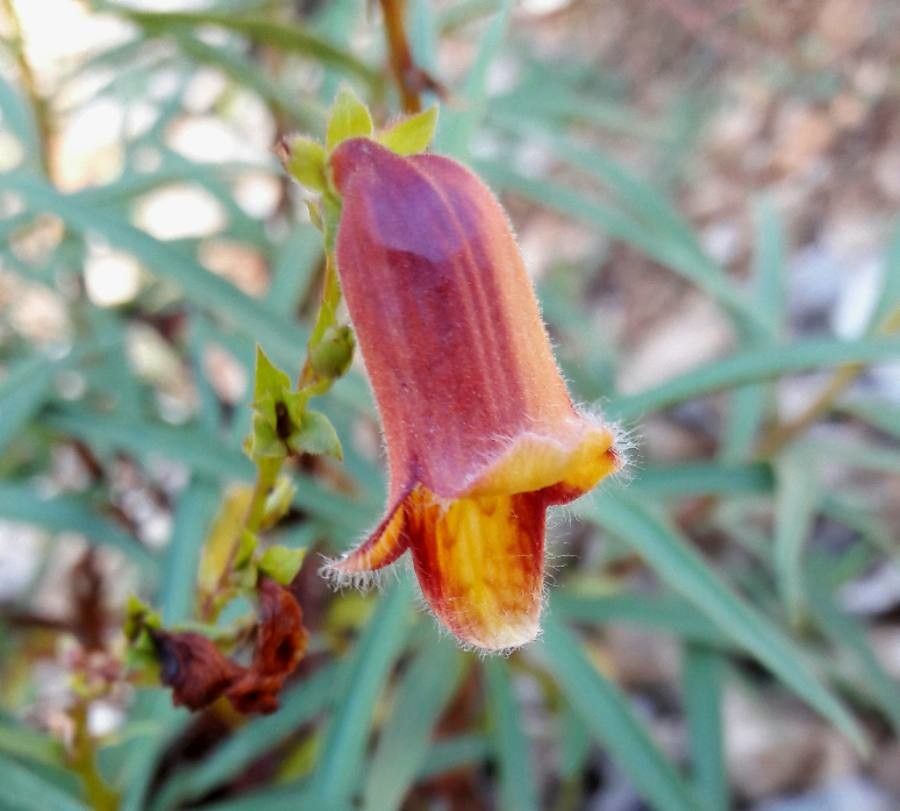 Digitalis obscura flower