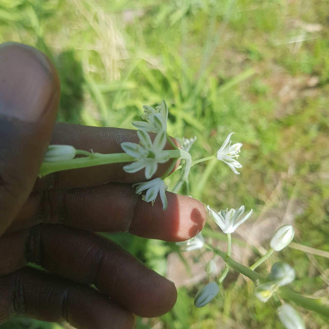 Albuca nigritana flower