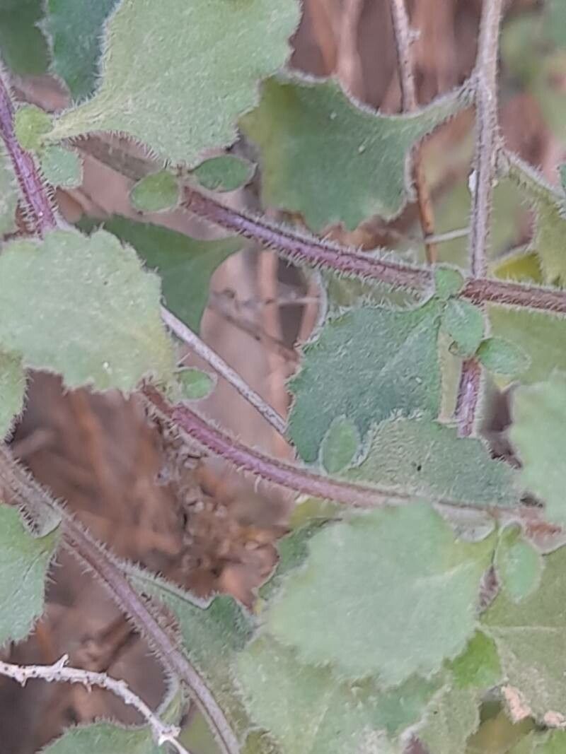 Campanula incanescens bark