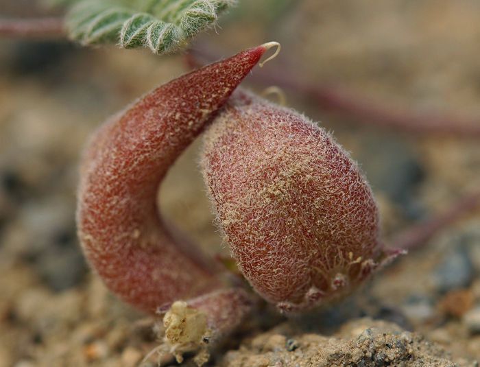 Astragalus monoensis fruit