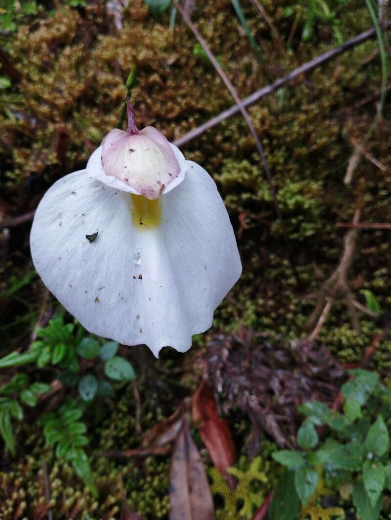 Utricularia praetermissa — houseplant care guide