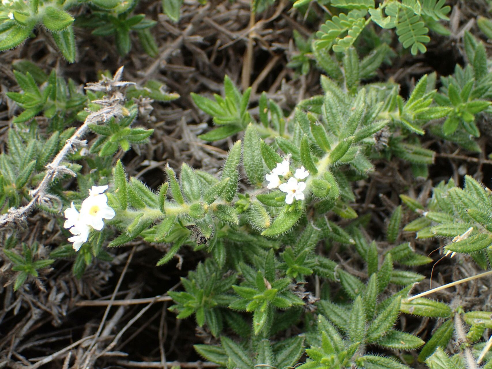 Euploca humilis other