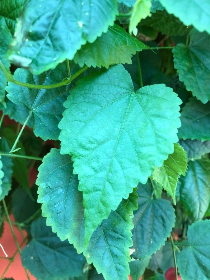 Abutilon megapotamicum leaf