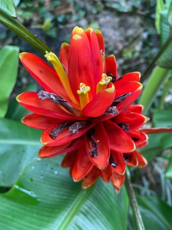 Musa coccinea flower