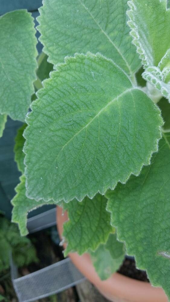 Coleus fragrantissimus leaf