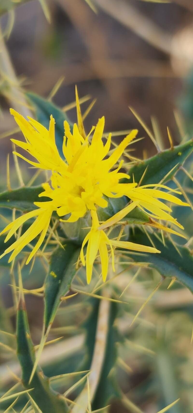 Carthamus oxyacanthus flower