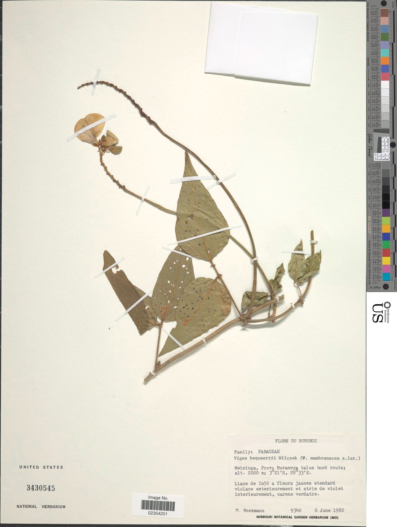 Vigna bequaertii — houseplant care guide