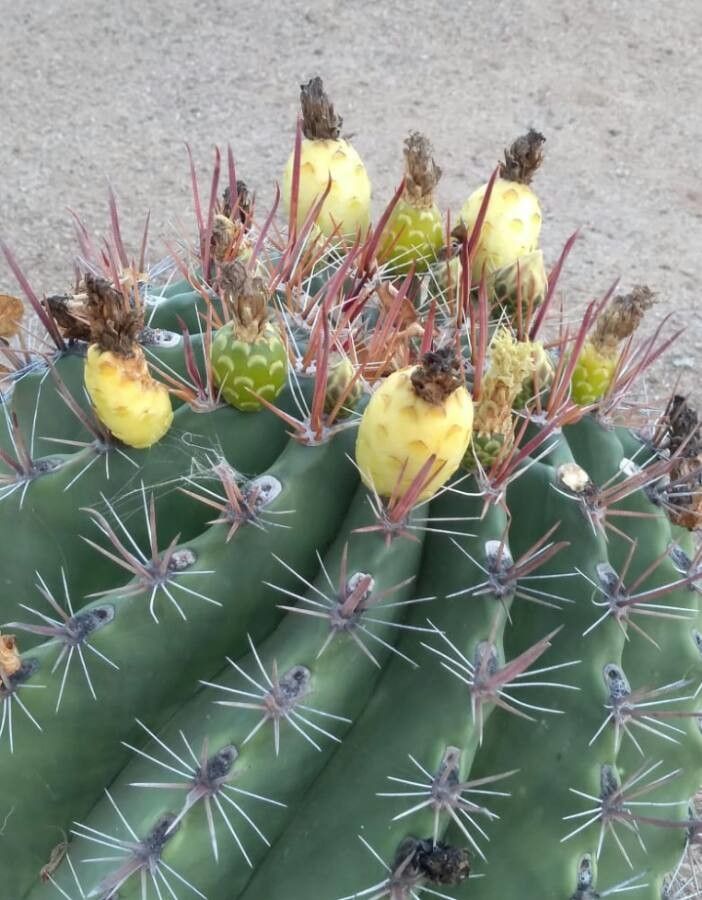 Ferocactus herrerae fruit