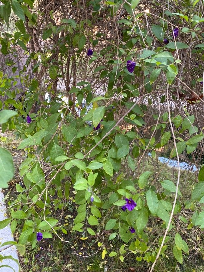 Thunbergia erecta leaf