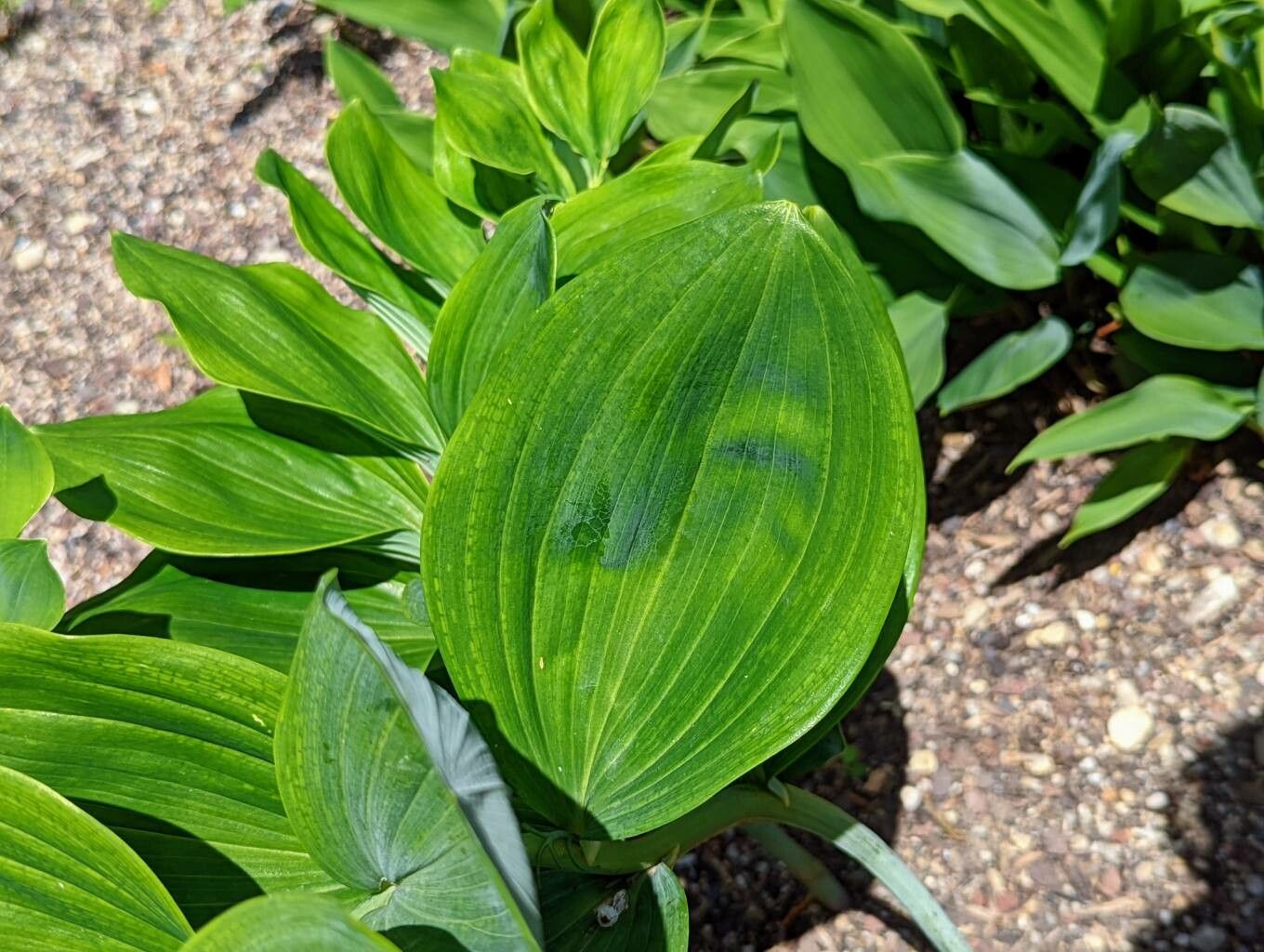 Polygonatum latifolium leaf