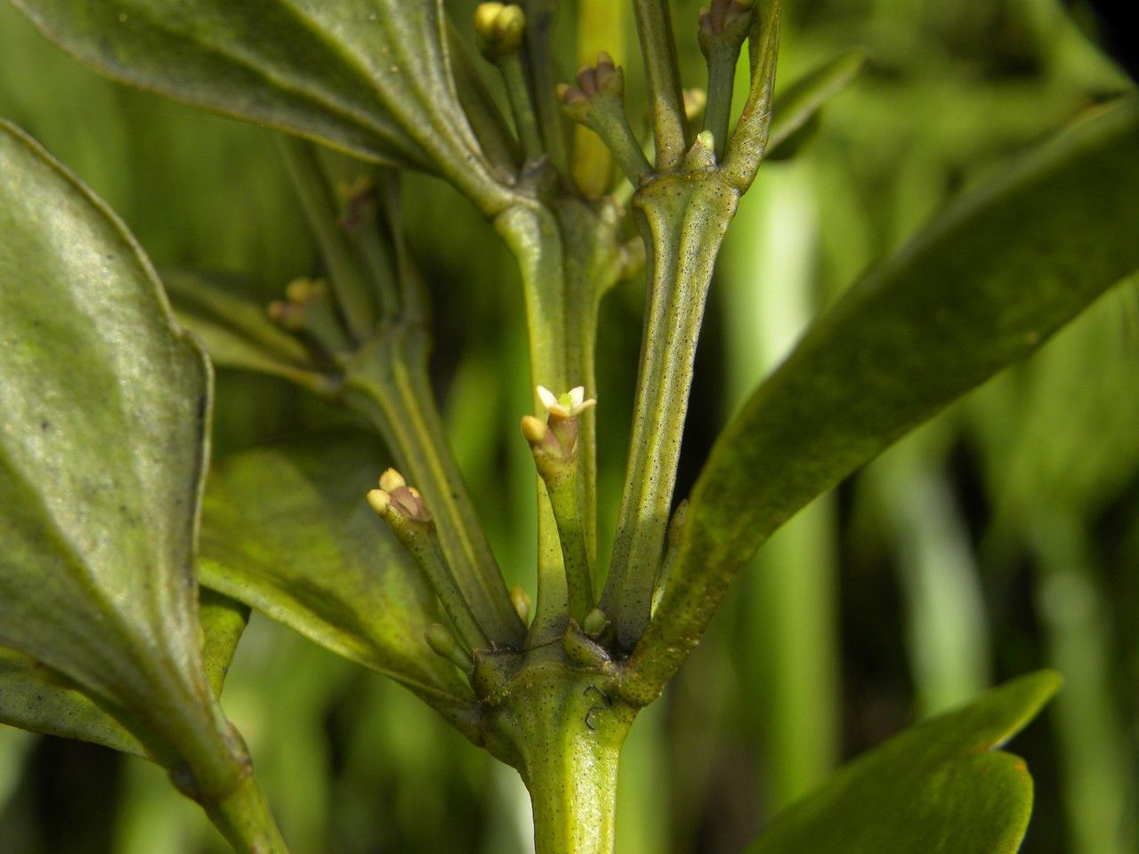 Viscum triflorum flower