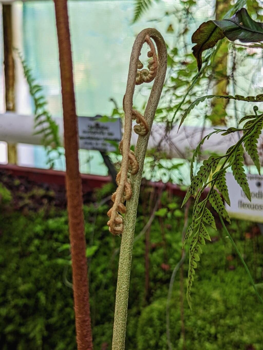 Pleocnemia cumingiana other