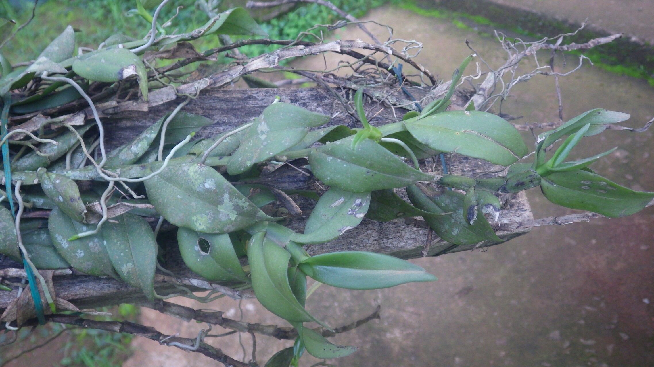 Angraecum angustipetalum leaf