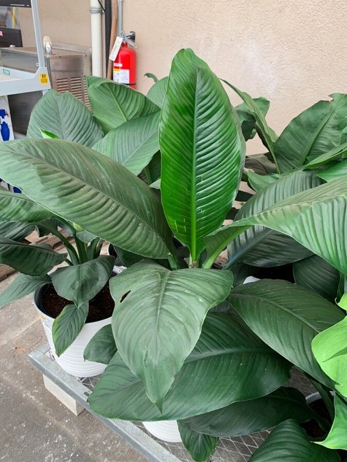 Dieffenbachia tonduzii leaf