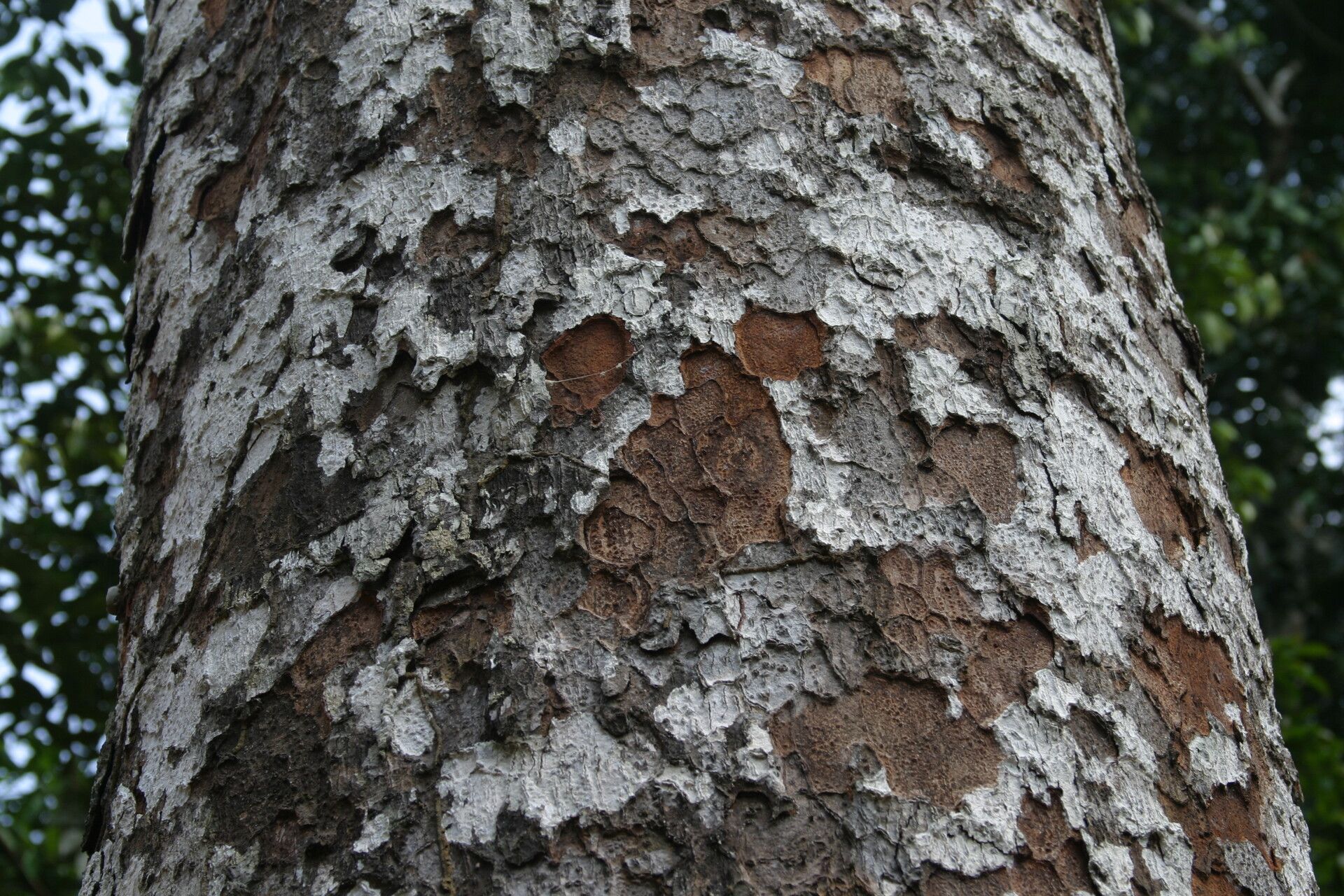 Guibourtia tessmannii bark