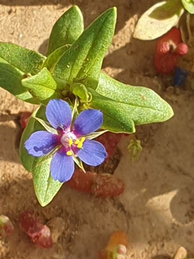 Lysimachia foemina flower