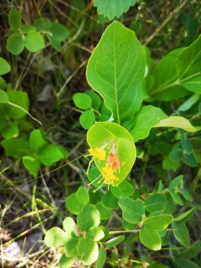 Lonicera dioica flower