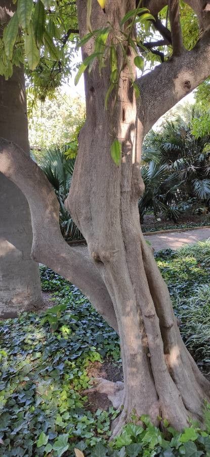 Cocculus laurifolius bark