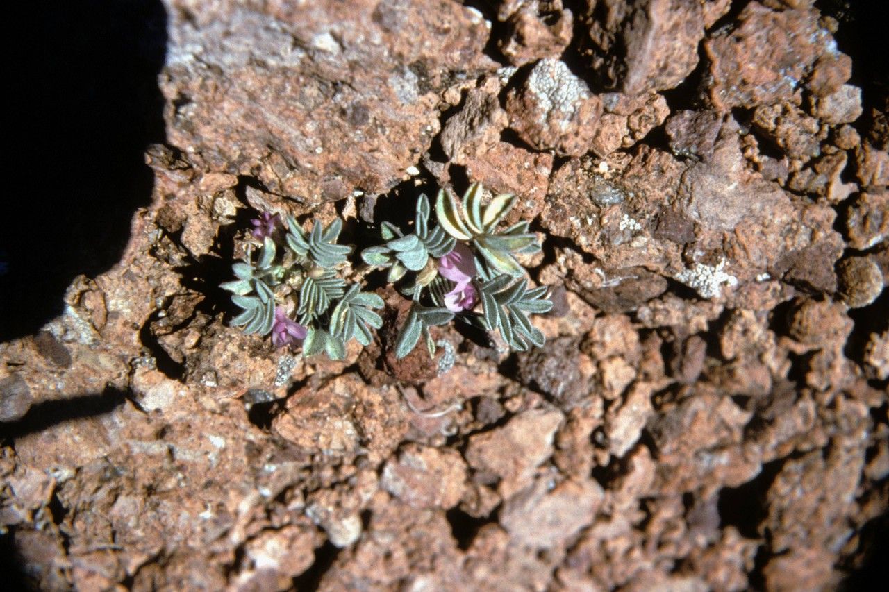 Astragalus beatleyae — houseplant care guide