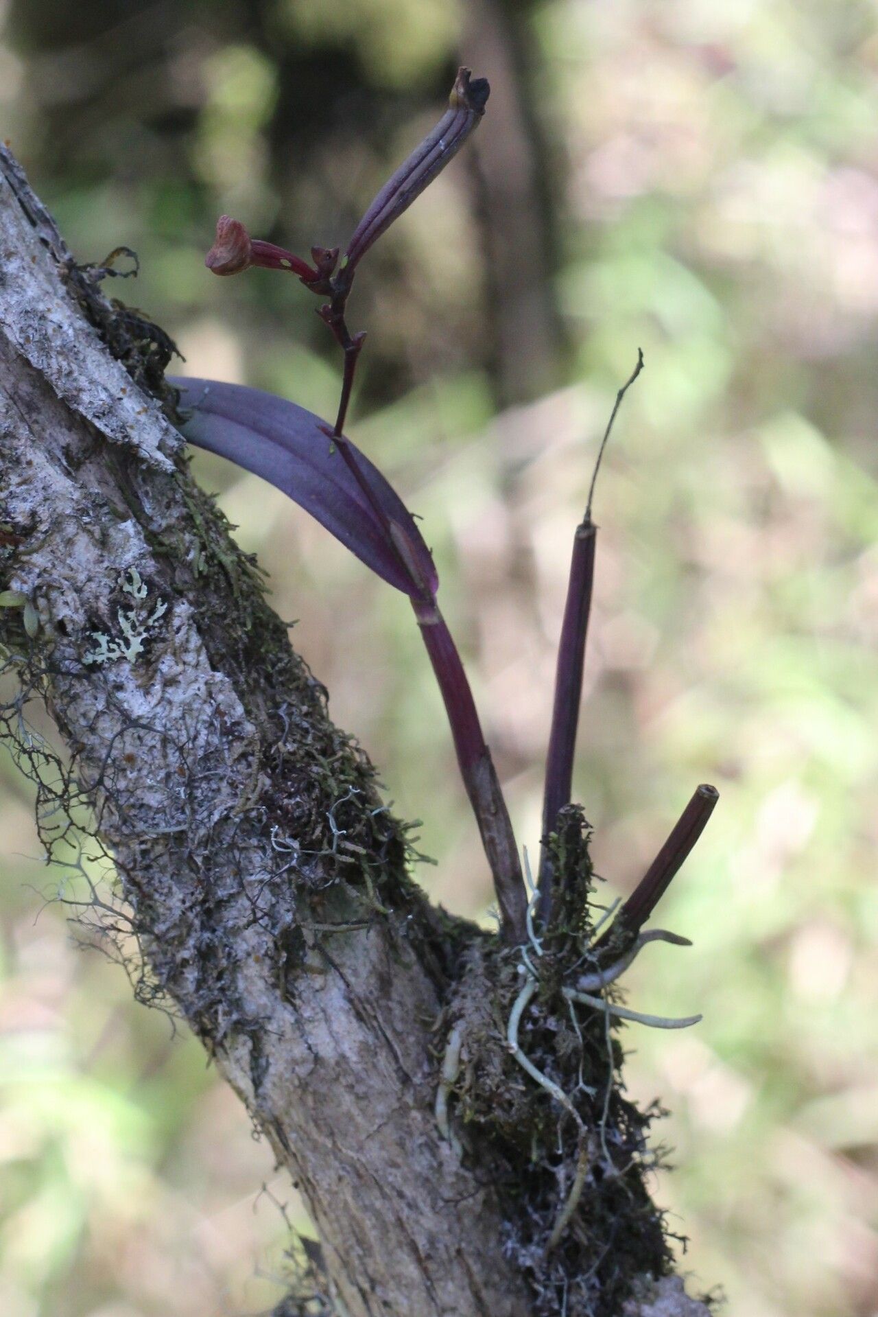 Polystachya disticha — houseplant care guide