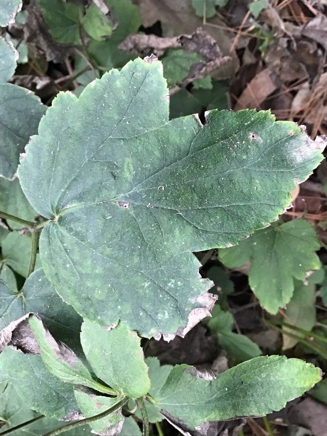 Clematis florida — search result for 'Clematis'