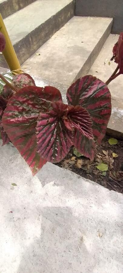 Begonia brevirimosa