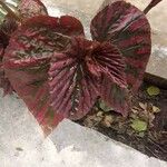 Begonia brevirimosa