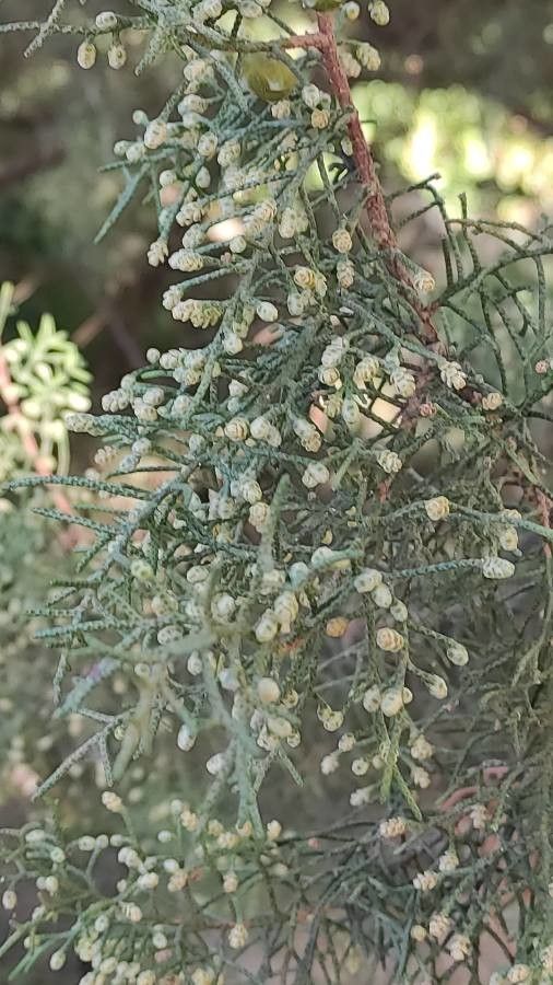 Juniperus phoenicea flower