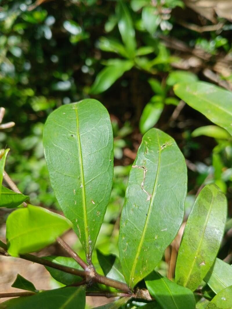 Chassalia perrieri leaf