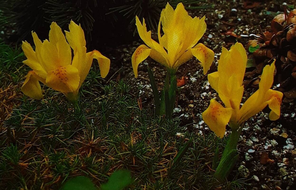 Iris winogradowii — houseplant care guide