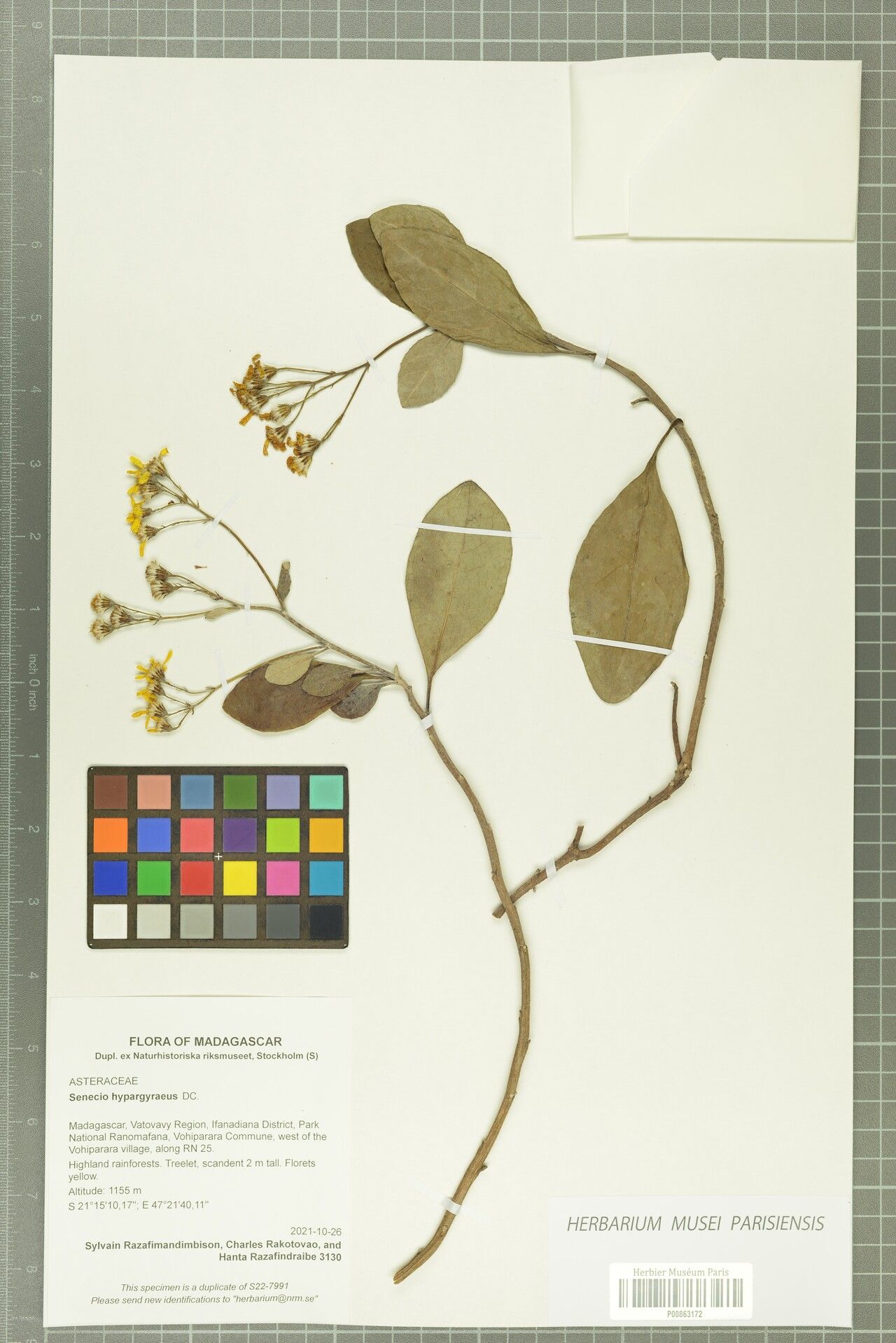 Hubertia hypargyrea — houseplant care guide