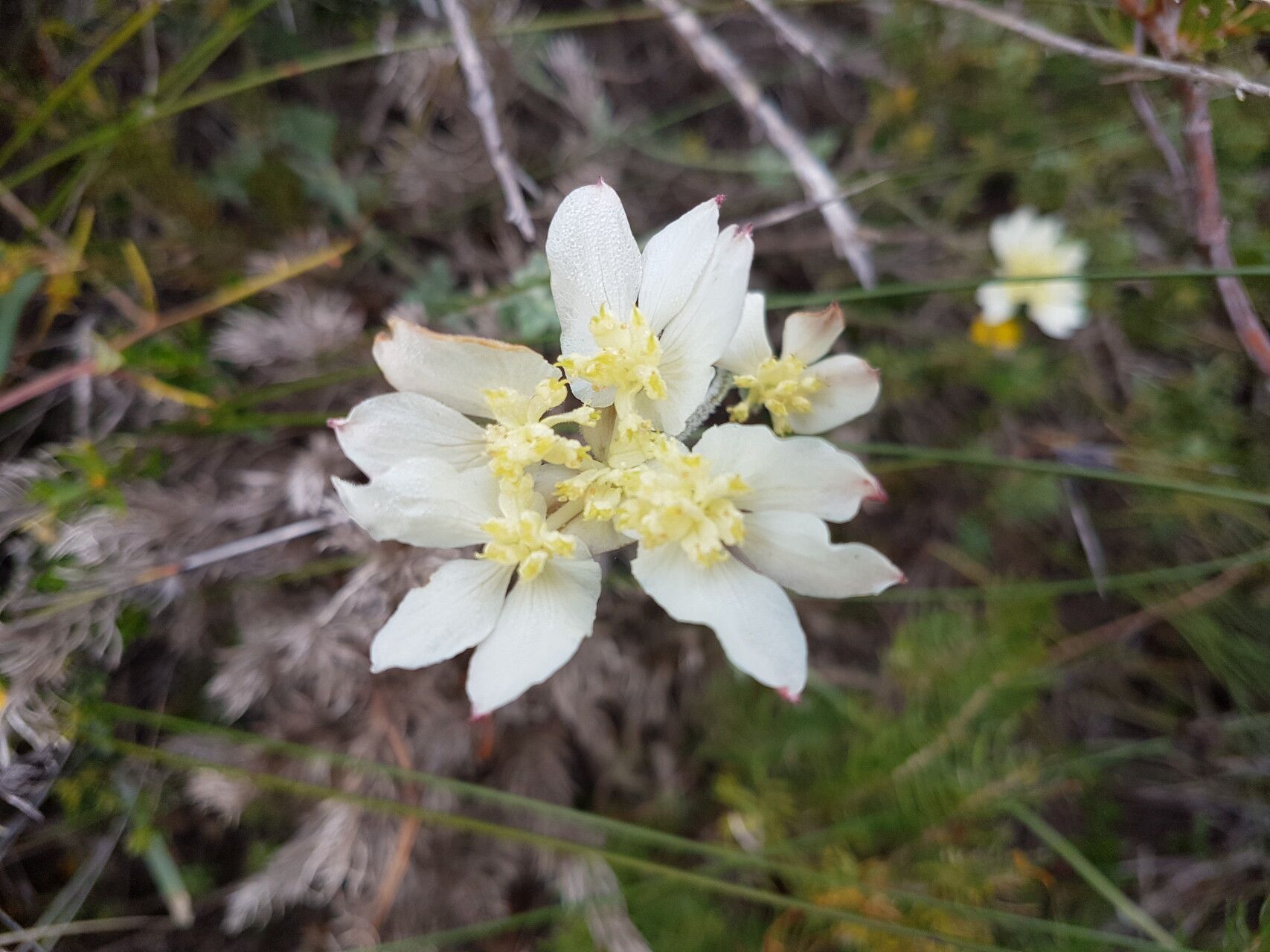 Xanthosia tomentosa — related species from the same genus