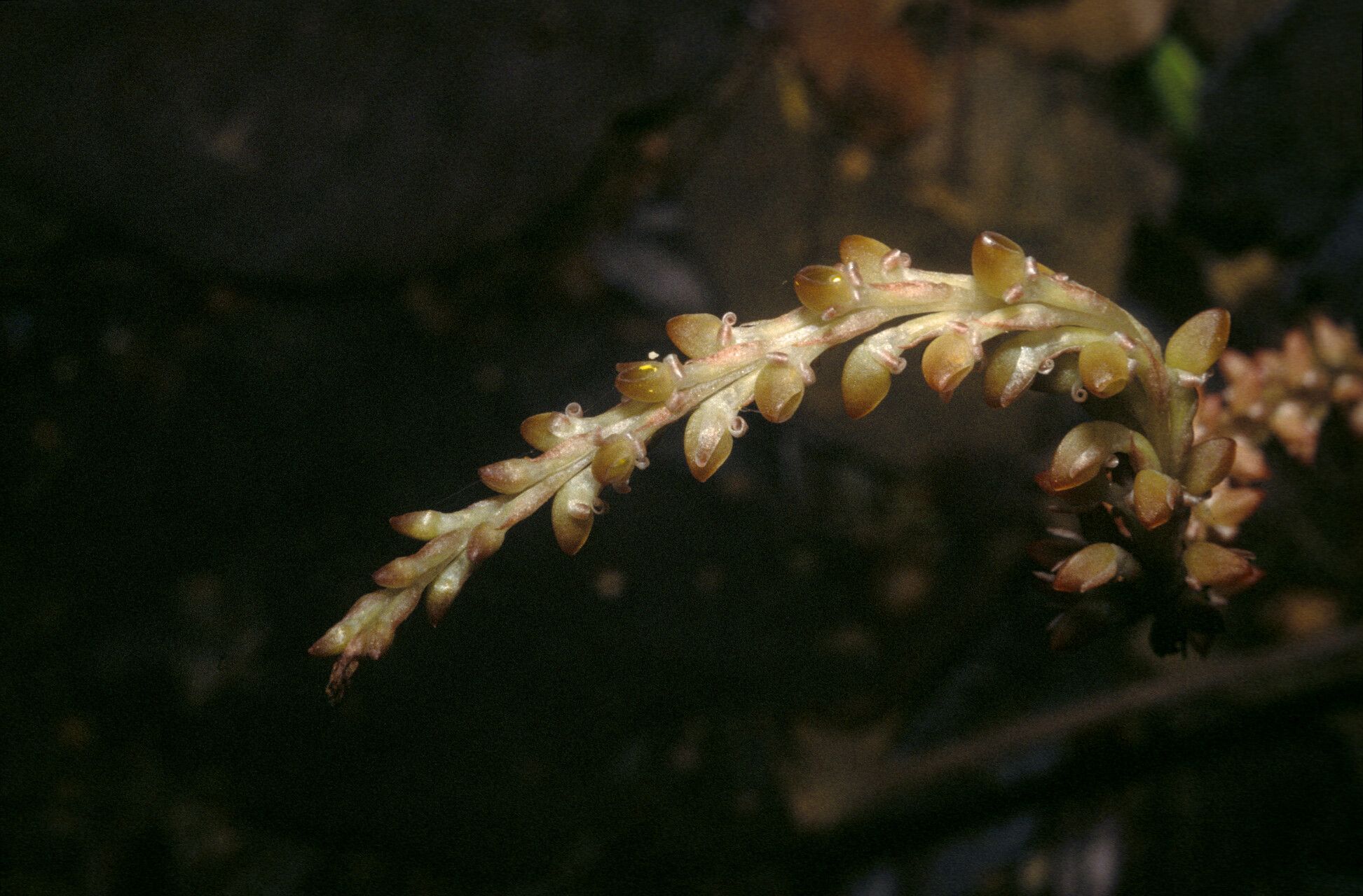 Prescottia stachyodes flower