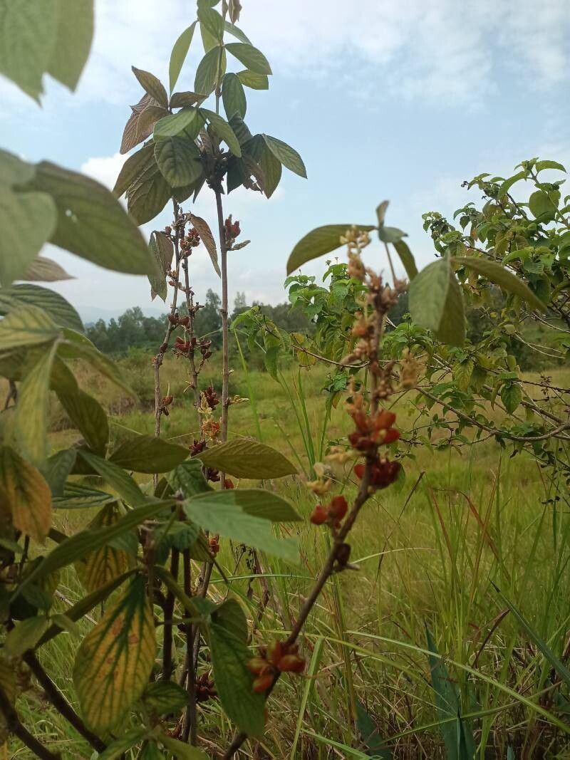 Flemingia macrophylla leaf