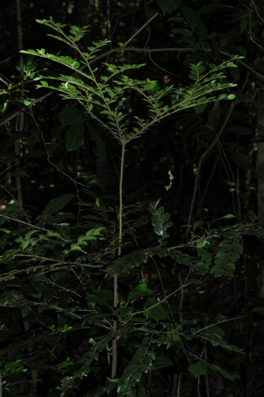 Diospyros buxifolia habit