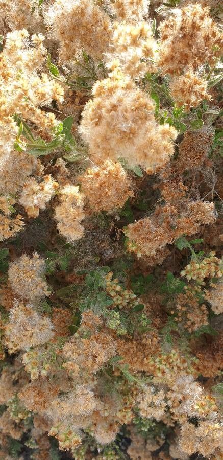 Pluchea ovalis fruit