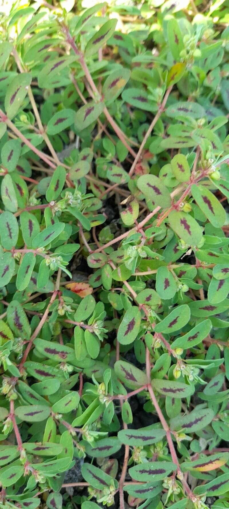 Euphorbia glyptosperma leaf