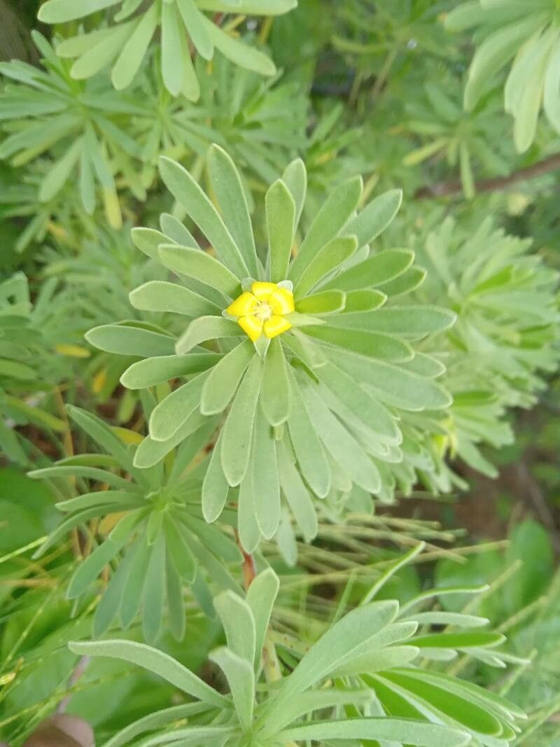 Suriana maritima leaf