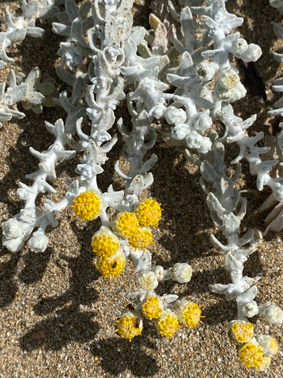 Achillea maritima flower