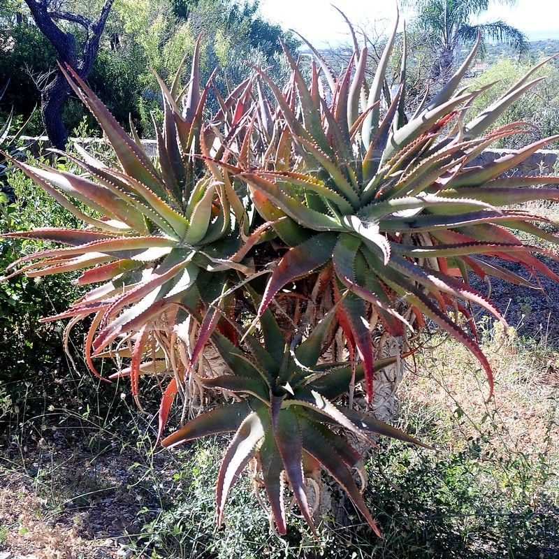 Aloe africana leaf