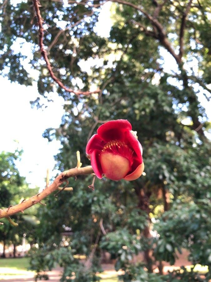 Couroupita guianensis flower
