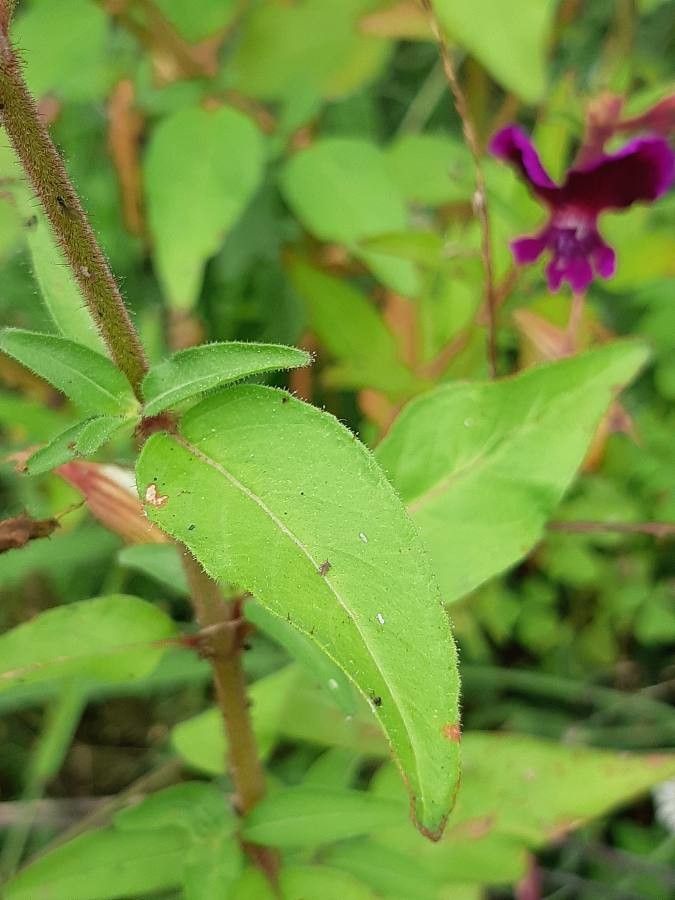 Cuphea viscosissima — search result for 'Cuphea'