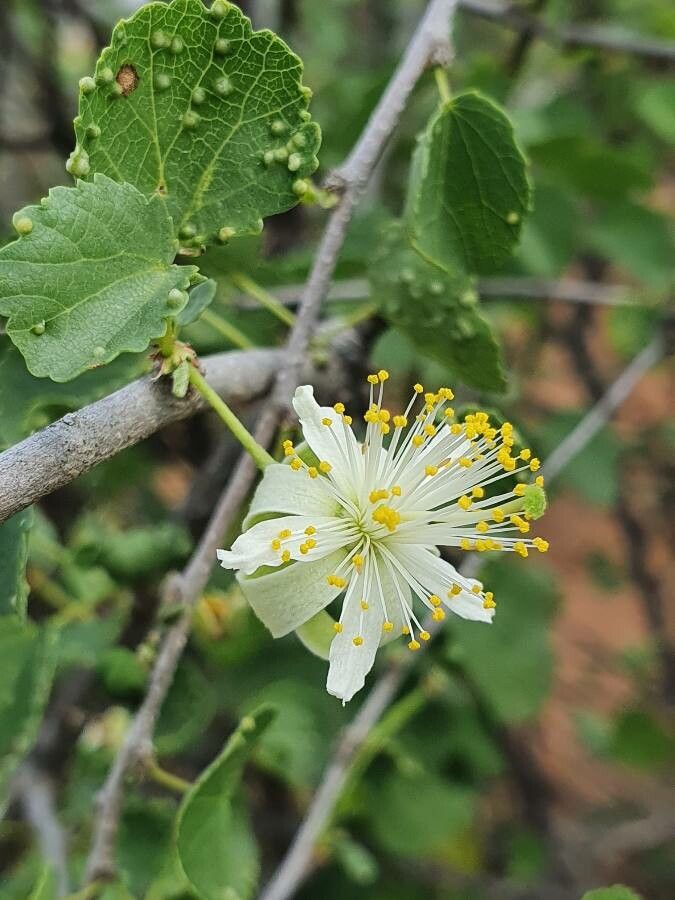 Grewia picta flower