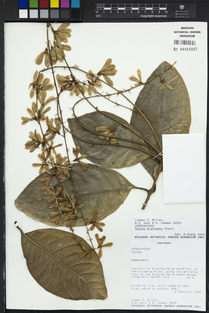 Petrea bracteata other