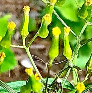 Senecio minimus flower