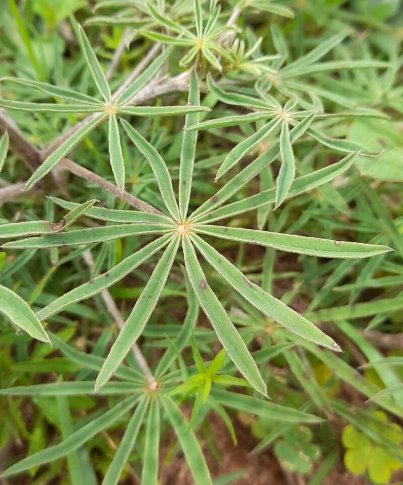 Lupinus albescens