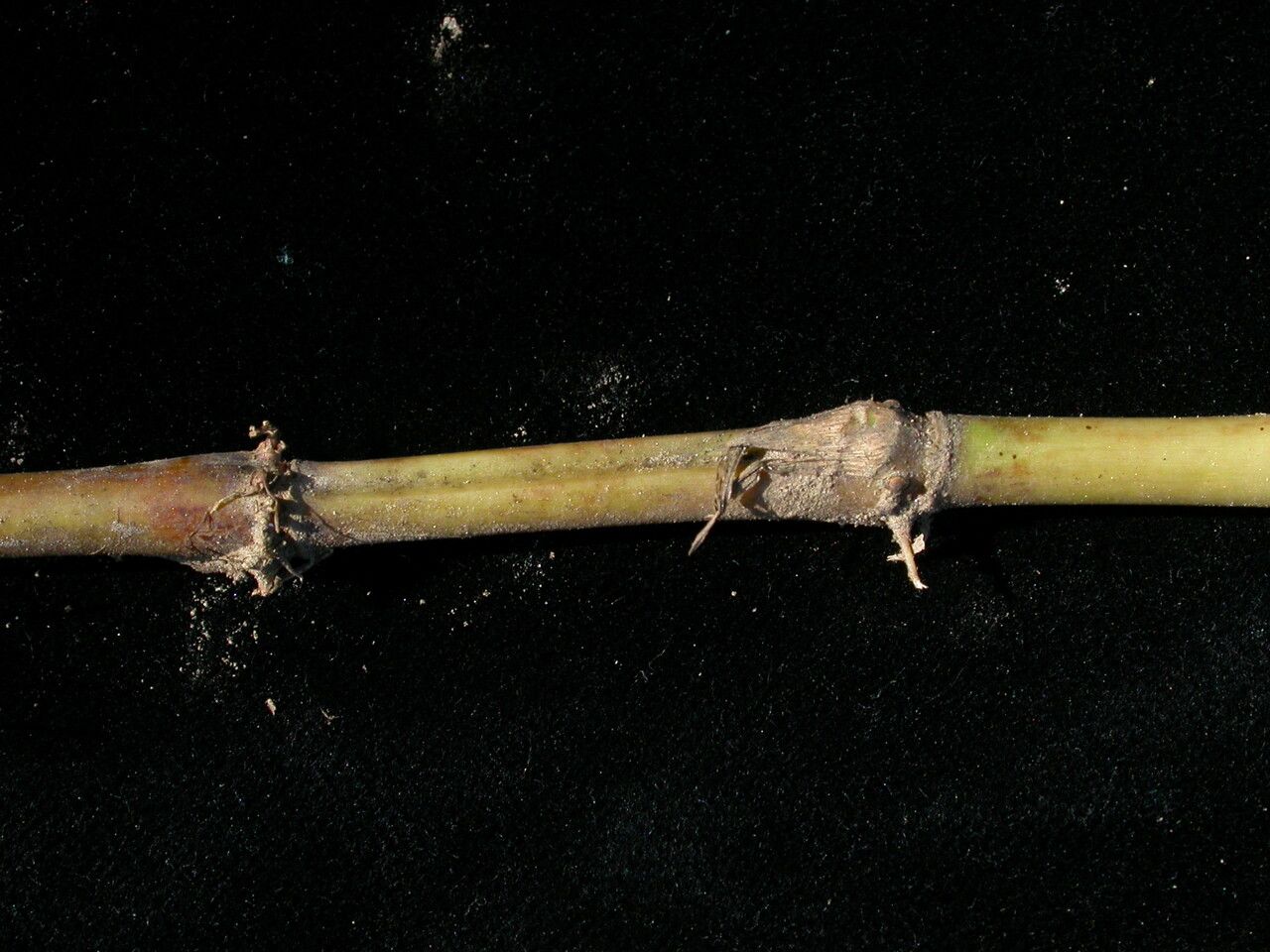 Capillipedium assimile habit