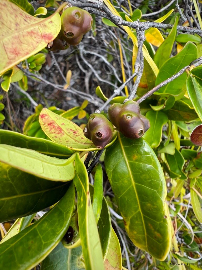 Gynochthodes glaucescens fruit