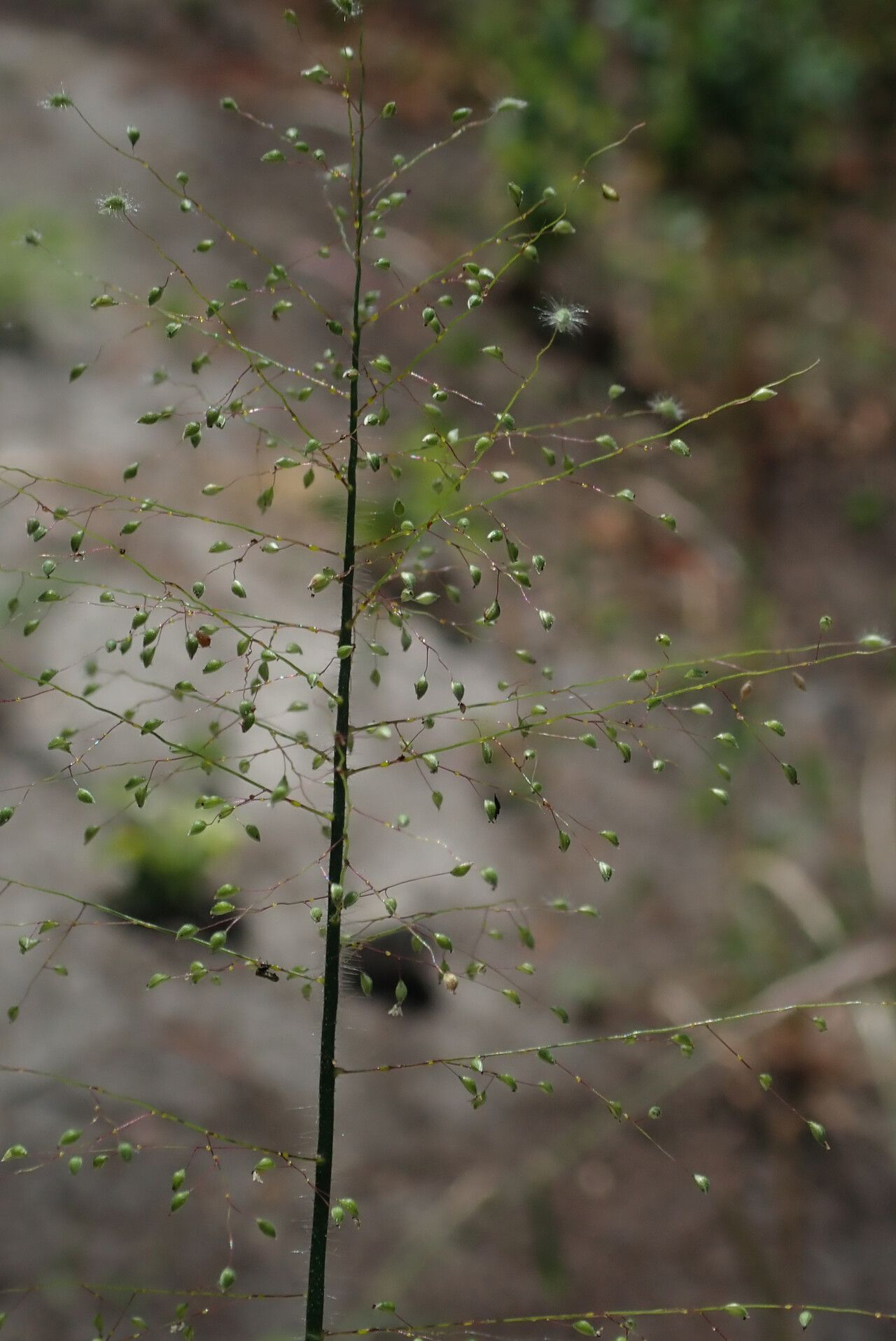 Panicum hirtum flower