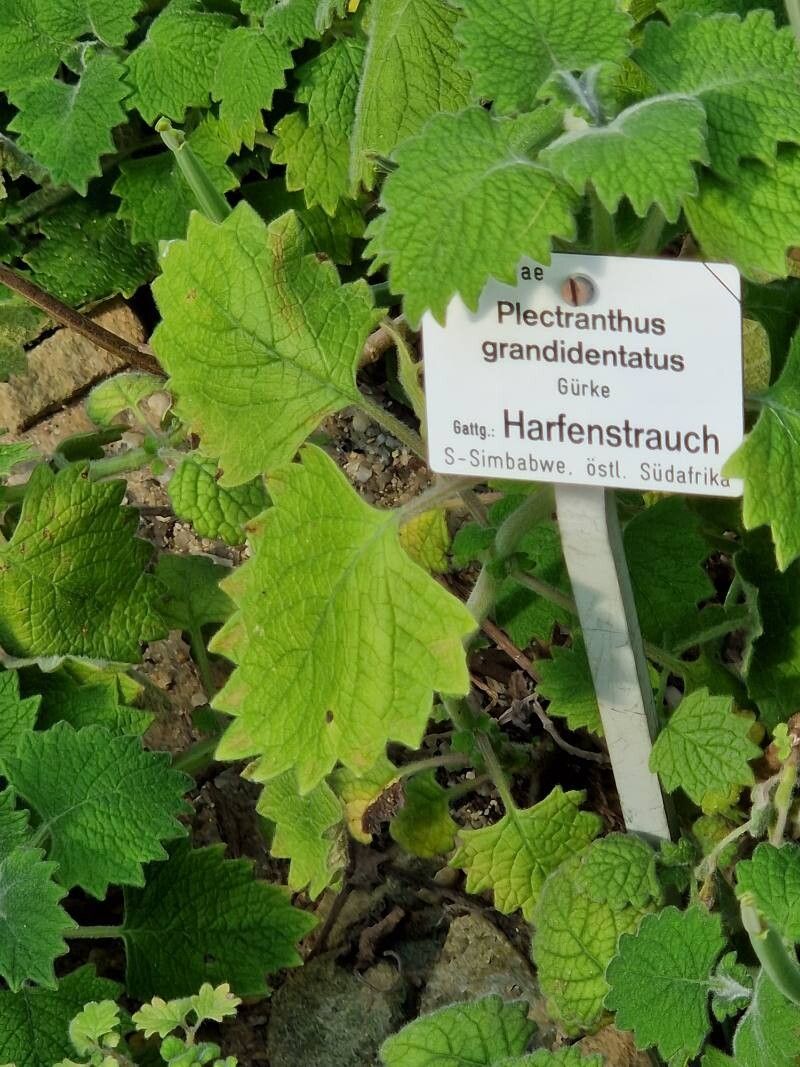 Plectranthus grandibracteatus other